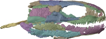 Modelo tridimensional del cráneo de un fósil con los fragmentos óseos diferenciados mediante distintos colores sobre un fondo blanco