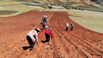 Paro agrario en Perú: ¿Qué dicen los planes de gobierno de Keiko Fujimori y Roberto Sánchez sobre la solución al problema del agro?