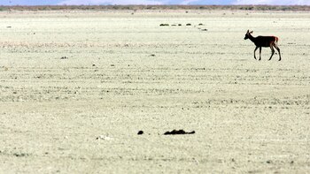 La Unesco, preocupada por la