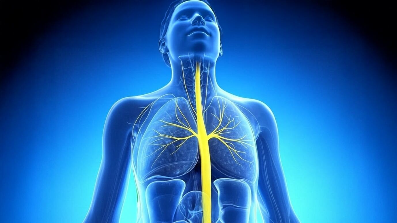 La comunicación entre la grasa corporal y el cerebro es tanto química como eléctrica, facilitada por fibras nerviosas especializadas (Imagen Ilustrativa Infobae)