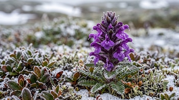Espiga de flores moradas con gotas de escarcha rodeada por hojas verdes con hielo y pequeños líquenes sobre la nieve.