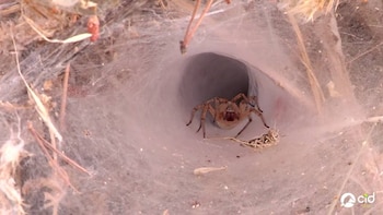 Su veneno es altamente tóxico