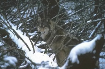 Un lobo gris de pelaje grueso y grisáceo se encuentra entre ramas y troncos cubiertos de nieve en un bosque invernal. Su cabeza está ligeramente girada hacia la derecha