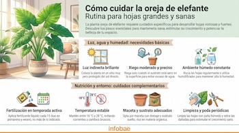 Infografía con una planta oreja de elefante en maceta y siete secciones ilustradas: luz indirecta, riego, humedad, fertilización, temperatura, maceta, sustrato y poda.