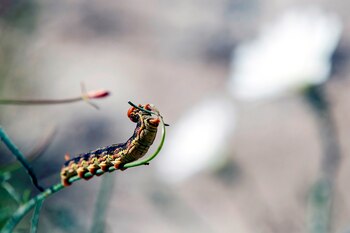 Una oruga.EFE/ Etienne Laurent/ Archivo