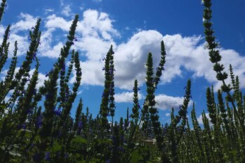 La superficie cultivada con chía