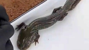 Los especialistas hallaron 50 ejemplares