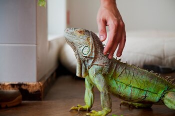 Lo cierto es que cada