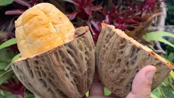 El macambo (Theobroma bicolor) es