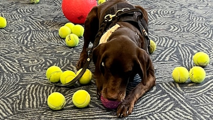 Rex, el perro detector de explosivos que se robó el corazón de miles con su jubilación en el Aeropuerto de Milwaukee