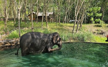 Koh Yao Elephant Care.