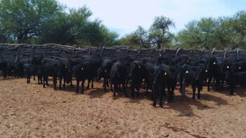 Sincronización de celo: una aliada