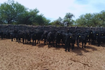 En los llanos del sur