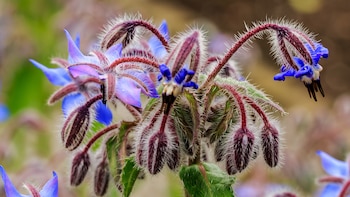 Cuáles son los asombrosos beneficios