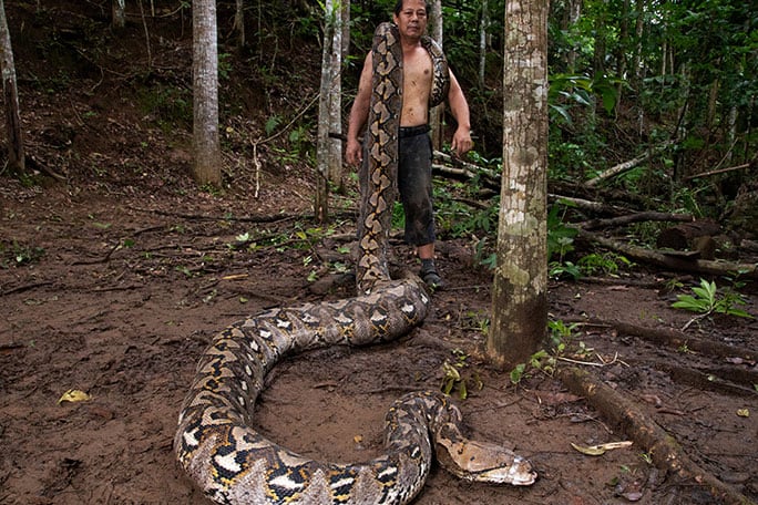 La pitón reticulada Ibu Baron fue reconocida como la serpiente silvestre más larga del mundo con 7,22 metros de longitud en Indonesia (Créditos: Guinness World Records)