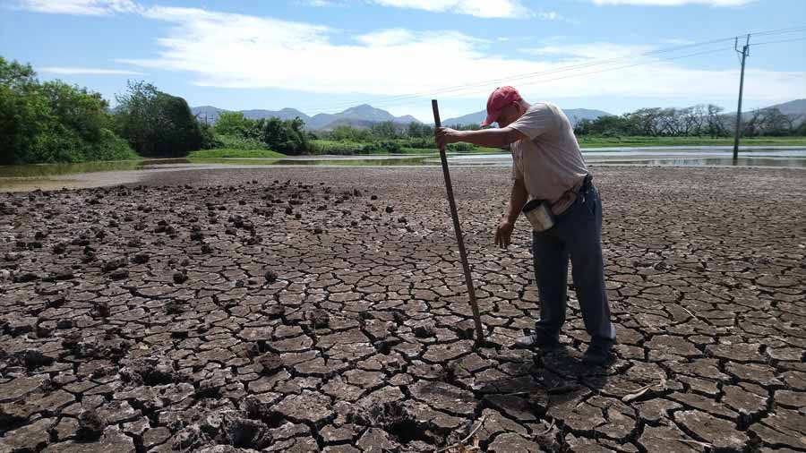 las familias agrícolas del Corredor Seco enfrentan una combinación de factores que aumenta su vulnerabilidad alimentaria. (Foto: Archivo)