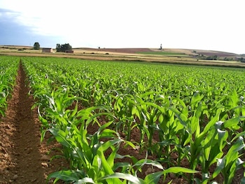 Las lluvias y la amplitud térmica arrasaron las poblaciones de chicharritas en todo el país, y las condiciones son mejores que las de hace un año (Europa Press)