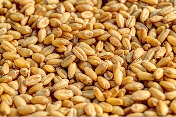 Los stocks de trigo en