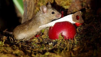 La vida cotidiana de George