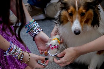Los fans adoptan tradiciones como el intercambio de brazaletes y disfraces inspirados en las eras musicales de Swift. (Foto AP/Heinz-Peter Bader)