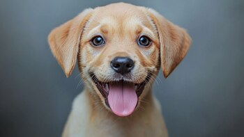 Al introducir una nueva actividad con juguetes caseros, se debe vigilar al perro para observar si su respuesta es positiva, sobre todo si se trata de un cachorro (Imagen Ilustrativa Infobae)