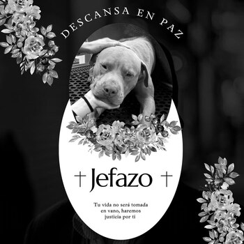 "Jefazo" fue herido con un