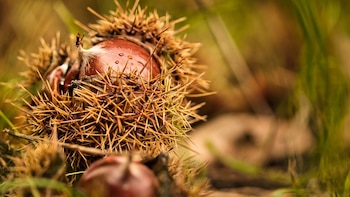 Castañas pilongas (Pixabay)