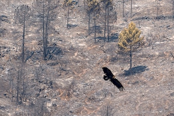 Un buitre sobrevuela este martes una de las zonas arrasadas por el incendio de Burgohondo en el Parque Natural del Valle de Iruelas. (EFE/Raúl Sanchidrián)