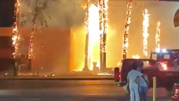 Ardieron palmeras en el Centro