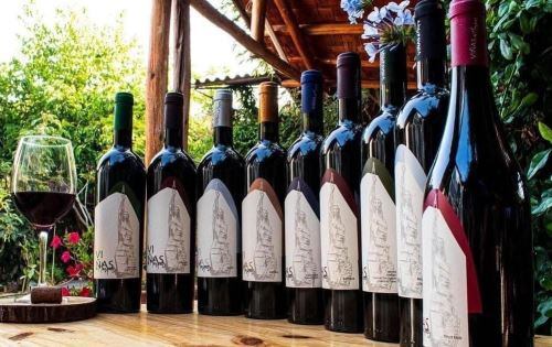 Vino “Armando Tito, Cabernet Sauvignon” de la bodega D’Polo. (Foto: Andina)