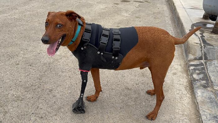 Jóvenes peruanos aplican tecnología de punta para mejorar la vida de mascotas amputadas. Foto: El Peruano