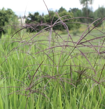Las propiedades curativas de la