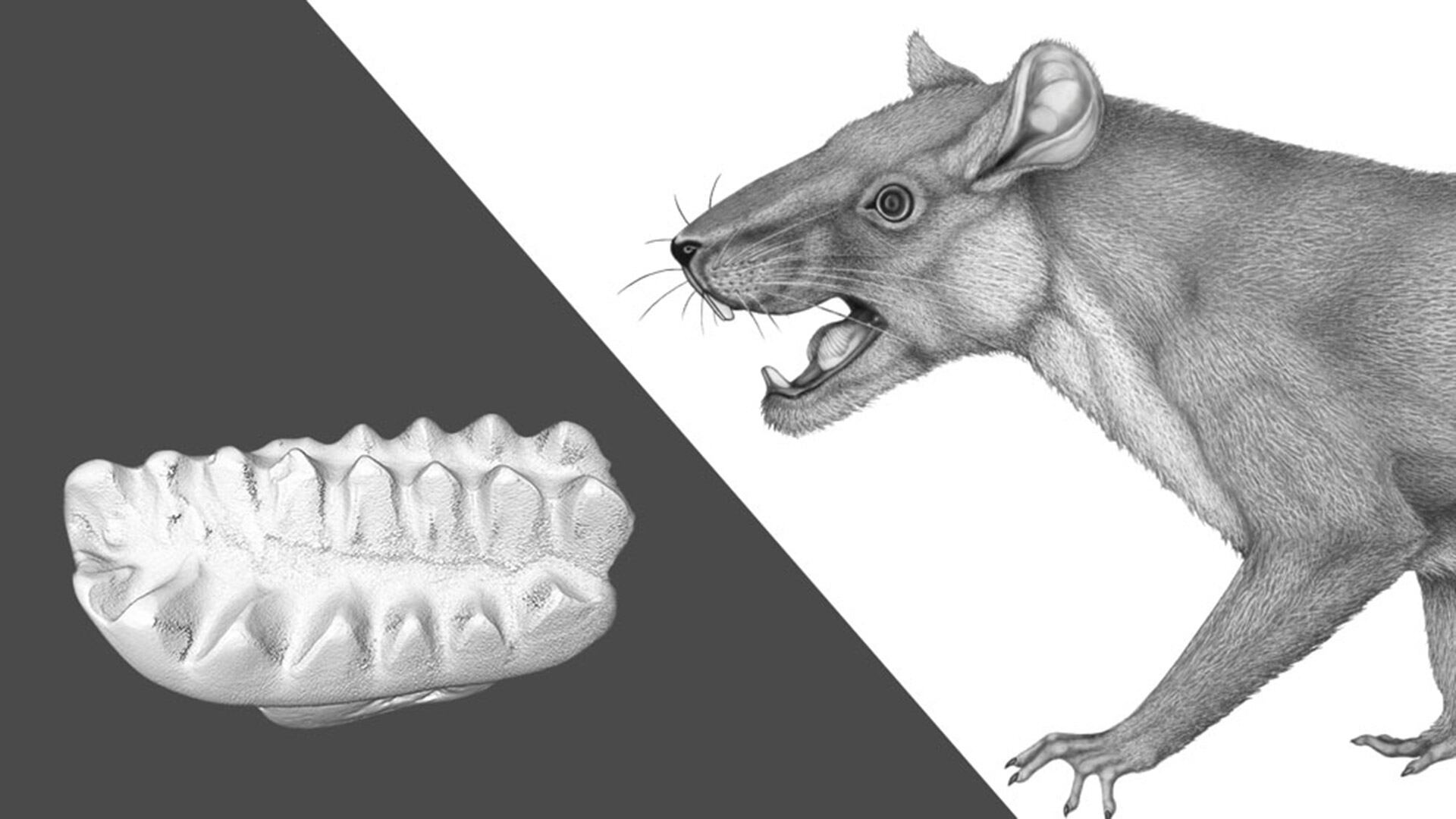 El hallazgo de un diente fosilizado en la Patagonia confirmó la existencia de un mamífero antiguo que convivió con los dinosaurios
