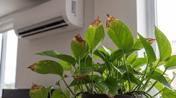 PLANTAS HABLAN DECO