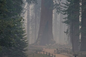 El deterioro de la calidad del aire en Estados Unidos estaría siendo provocado, en gran medida, por el aumento en la incidencia de incendios forestales a lo largo del territorio nacional (REUTERS/Tracy Barbutes)