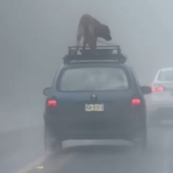 El conductor fue tachado de ejercer maltrato animal