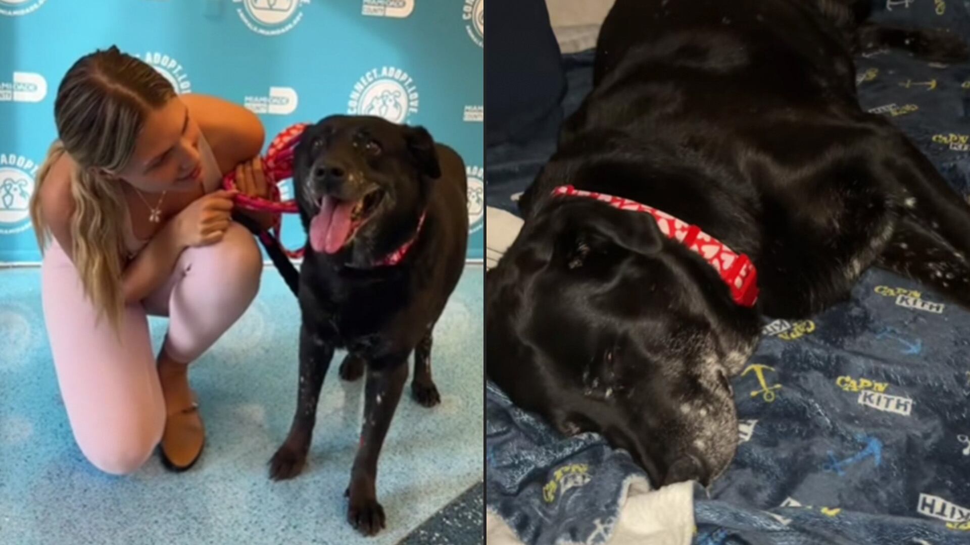 Jackie Lynn iba a ser sacrificada, tras tres meses en un refugio sin hogar definitivo (TT/ @miss.jackielynn)