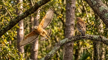 Dos halcones de hombros rojos entre ramas de árboles; uno vuela de frente con alas desplegadas y el otro permanece posado de perfil.