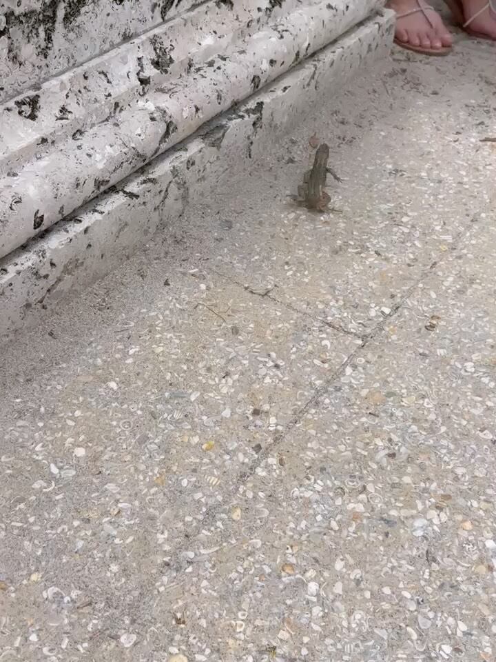 La lagartija que apareció en la sesión de fotos de la modelo (Captura de video)