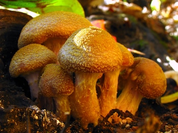 Un enorme micelio de Armillaria