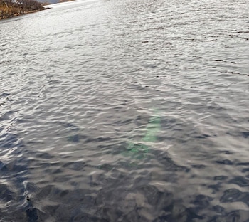 Agua con oleaje leve donde se observa una silueta alargada de color verde sumergida cerca de la orilla