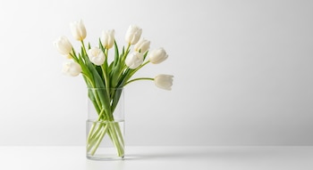 Un ramo de tulipanes blancos con tallos verdes está en un jarrón cilíndrico de cristal con agua, sobre una superficie blanca y un fondo blanco liso con luz suave.