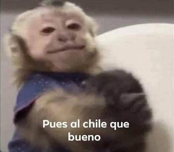 Primer plano de un mono con pelaje blanco y marrón, usando una prenda azul. Se lee el texto 'Pues al chile que bueno'
