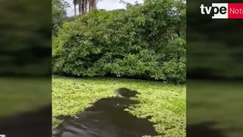 La boa fue encontrada en