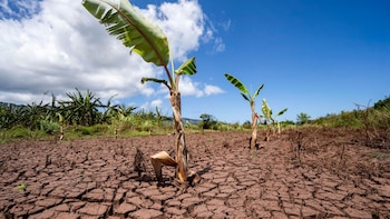 El Salvador registró temperaturas extremas superiores a los 40 °C, con graves impactos en sectores productivos durante 2025, según la OMM