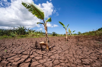 Un primer plano de tierra agrietada en un campo agrícola, con pequeños plátanos jóvenes y algunas plantas de plátano más grandes al fondo bajo un cielo azul