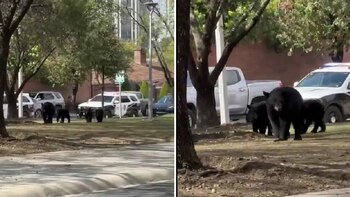 Los transeúntes y automovilistas se