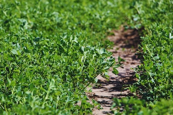 Las condiciones para la implantación