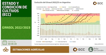 grafico evolucion del girasol 2022/2023 en argentina