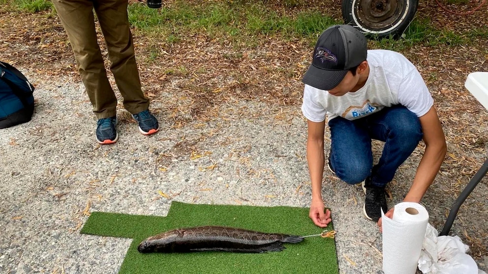 El pez cabeza de serpiente: la especie invasora que preocupa a Estados Unidos por su voracidad